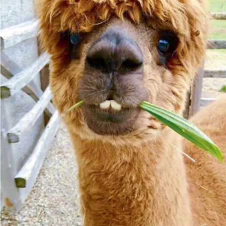 ベッド・アンド・ブレックファスト Franzl - Bett & Brot