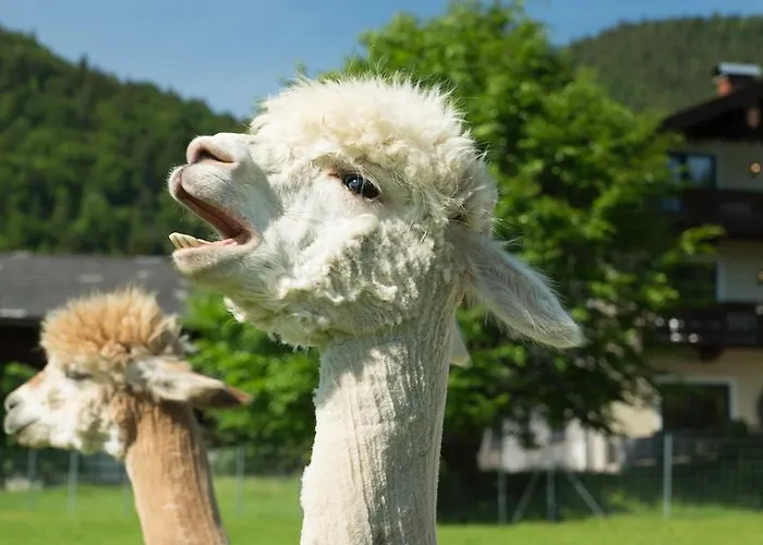 Franzl - Bett & Brot לינה וארוחת בוקר