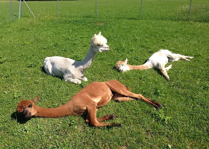 Franzl - Bett&brot Frühstückspension