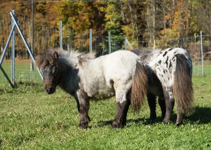 Franzl - Bett & Brot Bed & Breakfast Saint Wolfgang