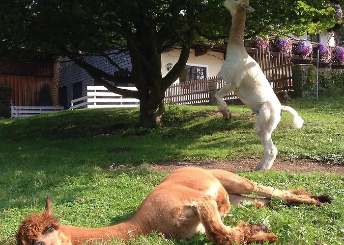 Franzl - Bett & Brot B&B Saint Wolfgang