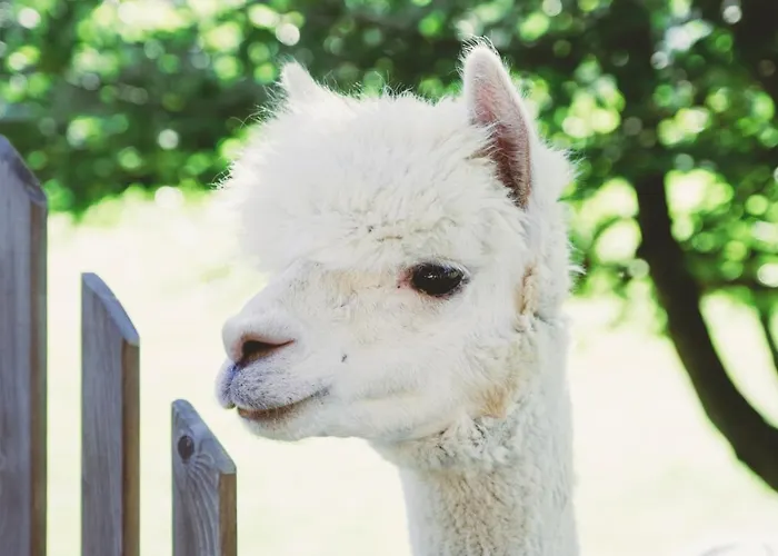 Franzl - Bett & Brot Bed & Breakfast 3*