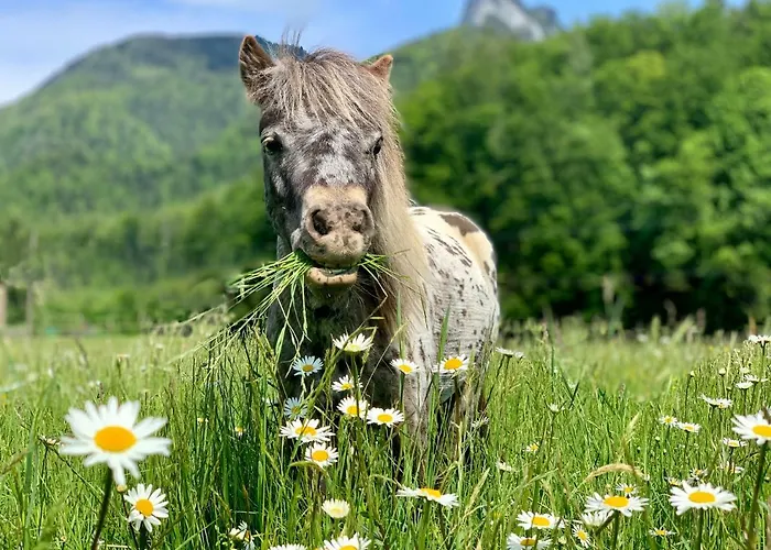 Franzl - Bett&brot 3* Saint Wolfgang