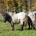 Franzl - Bett & Brot Bed & Breakfast Saint Wolfgang