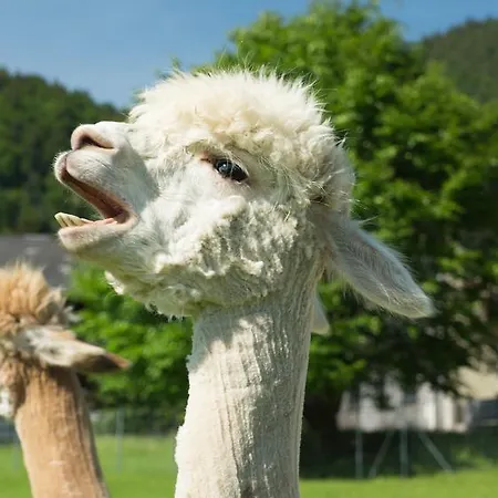 Franzl - Bett & Brot ベッド・アンド・ブレックファスト