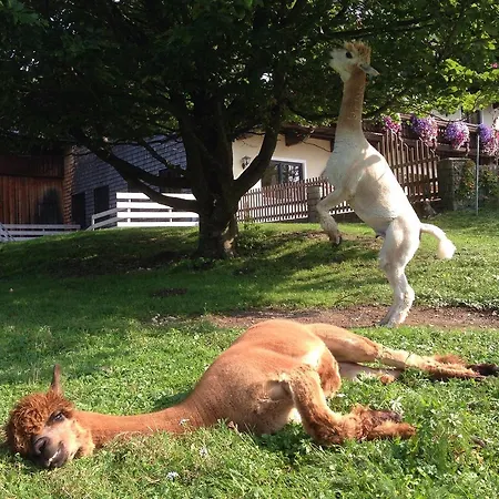 Franzl - Bett & Brot ベッド・アンド・ブレックファスト Saint Wolfgang