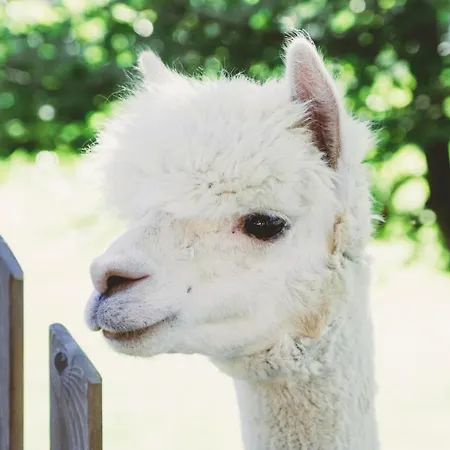 Franzl - Bett & Brot ベッド・アンド・ブレックファスト 3*