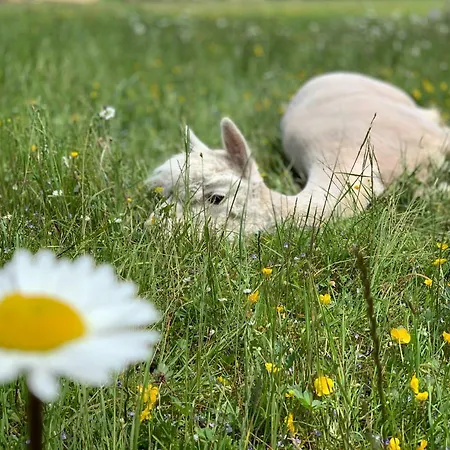 Franzl - Bett & Brot 3* Saint Wolfgang
