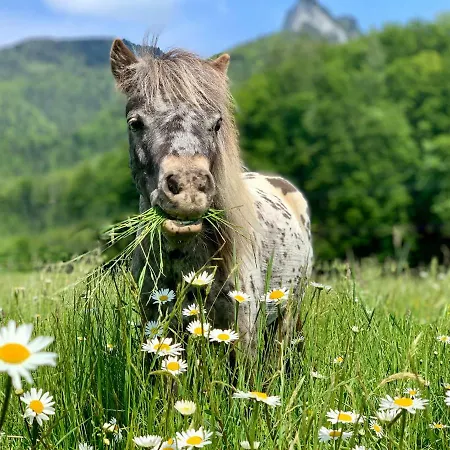 Franzl - Bett & Brot 3* Saint Wolfgang