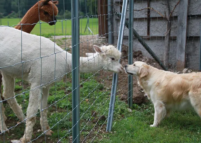 Franzl - Bett & Brot 3* Saint Wolfgang