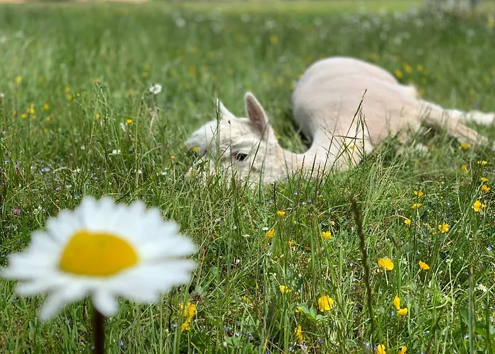 Franzl - Bett & Brot 3* Saint Wolfgang
